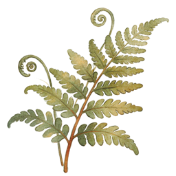 Nature crafts